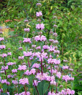 Phlomis tuberosa 'Bronze Flamingo'